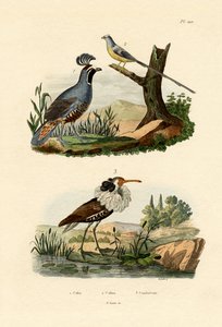 Californische Kwakkel